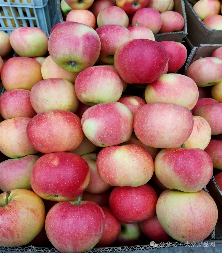 各种版苹果(苹果所有版型)-第2张图片-QuickQ官网