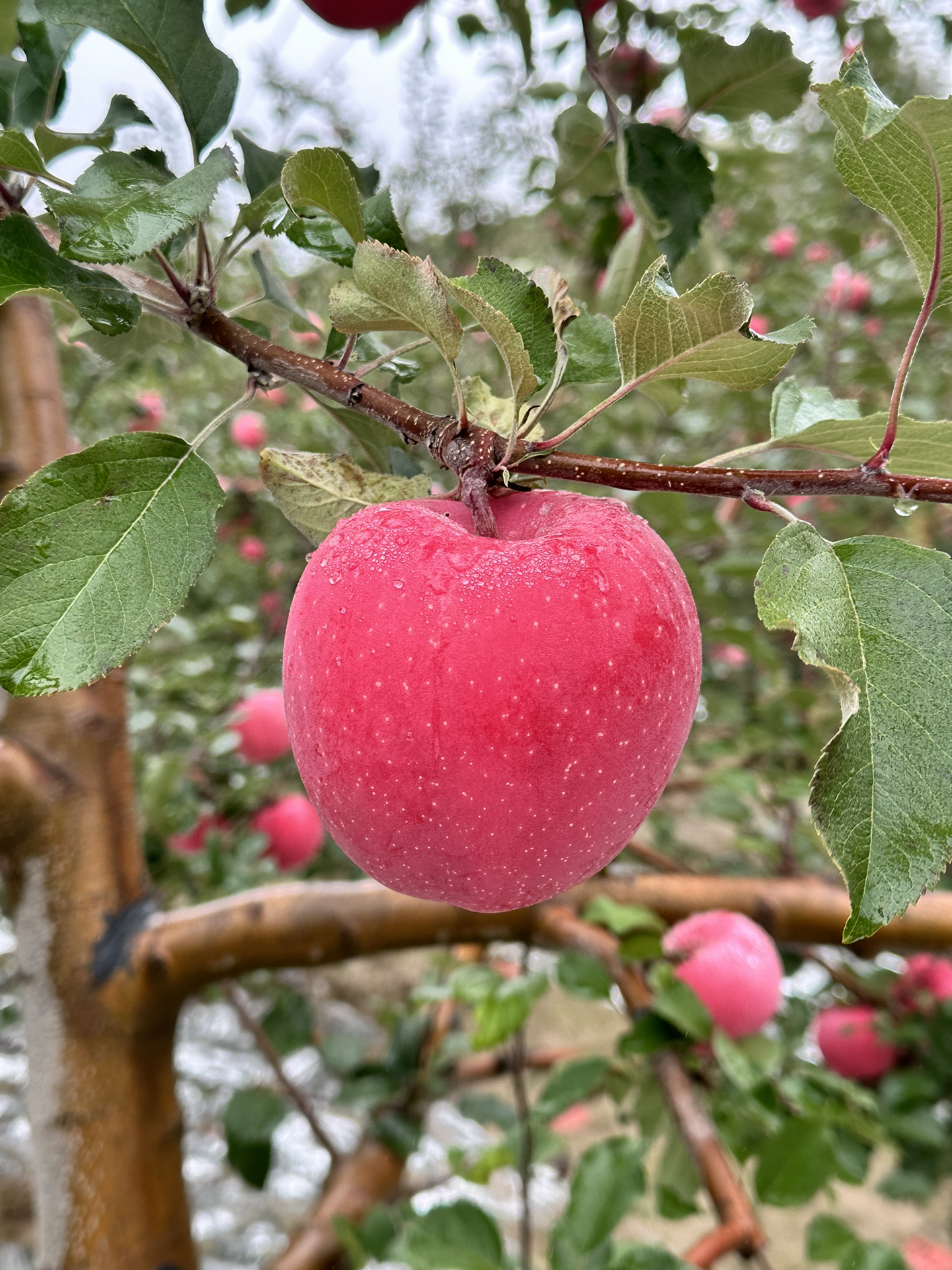 厨师版苹果(苹果的厨房游戏叫什么)-第3张图片-QuickQ官网