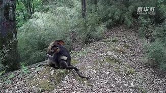 快播手机版动物(快播手机版动物世界下载)-第2张图片-QuickQ官网