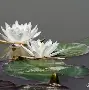水莲紫苑手机版(水莲と紫苑汉化版直接下载)-第5张图片-QuickQ官网 水莲紫苑手机版(水莲と紫苑汉化版直接下载)-第5张图片-QuickQ官网